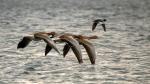 Greylag Goose (Anser anser)