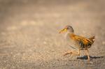 Water Rail (Rallus aquaticus)