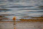 Jespák obecný (Calidris alpina)