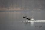 Cormorant (Phalacrocorax aristotelis)