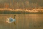 Mute swan (Cygnus olor)