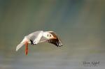 Black-headed Gull (Larus ridibundus)