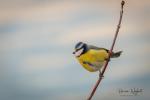 Sýkora modřinka (Parus caeruleus)