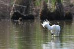Kolpík bílý (Platalea leucorodia)