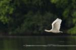 Kolpík bílý (Platalea leucorodia)