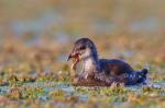 Common Gallinule (Gallinula chloropus)