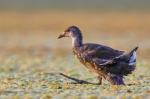 Common Gallinule (Gallinula chloropus)