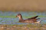 Common Gallinule (Gallinula chloropus)