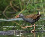 Water Rail (Rallus aquaticus)