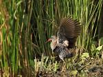 Water Rail (Rallus aquaticus)