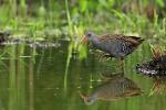 Water Rail (Rallus aquaticus)