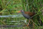 Water Rail (Rallus aquaticus)