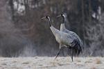  Common Crane  ( Grus grus)