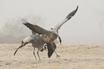  Common Crane  ( Grus grus)