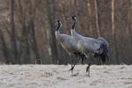  Common Crane  ( Grus grus)