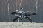 Common Crane  ( Grus grus)