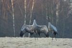  Common Crane  ( Grus grus)
