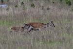 Jelen lesní (Cervus elaphus)