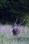 Jelen lesní (Cervus elaphus)