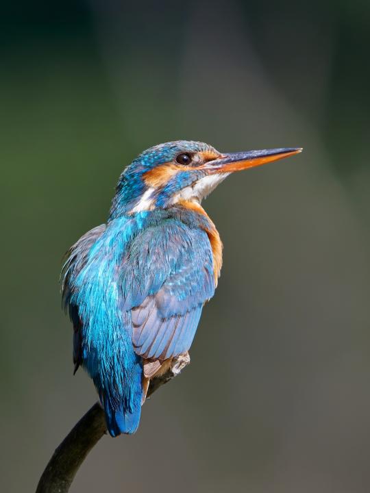 Ledňáček říční (Alcedo atthis)