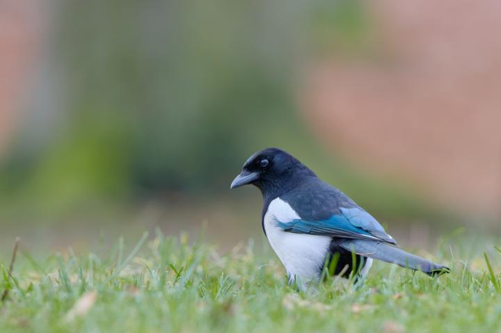 Straka obecná (Pica pica)