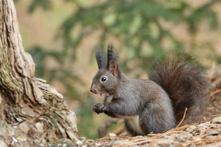 Veverka obecná (Sciurus vulgaris)