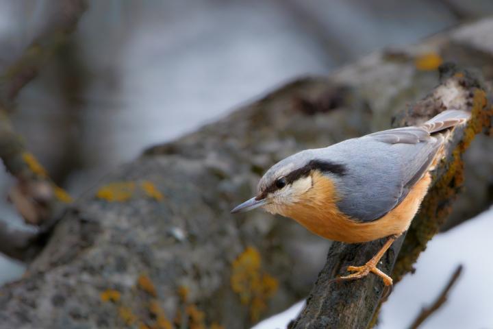 Brhlík lesní (Sitta europaea)