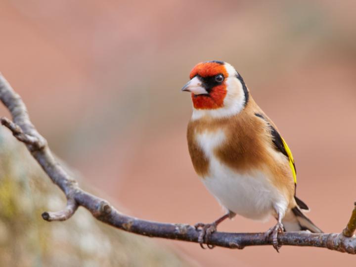 Stehlík obecný (Carduelis carduelis)