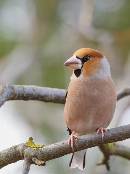 Dlask tlustozobý (Coccothraustes coccothraustes)