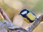 Sýkora koňadra (Parus major)