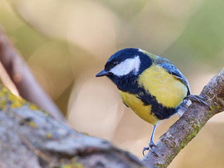 Sýkora koňadra (Parus major)