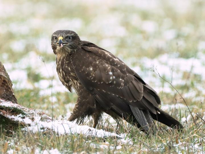 Káně lesní (Buteo buteo)