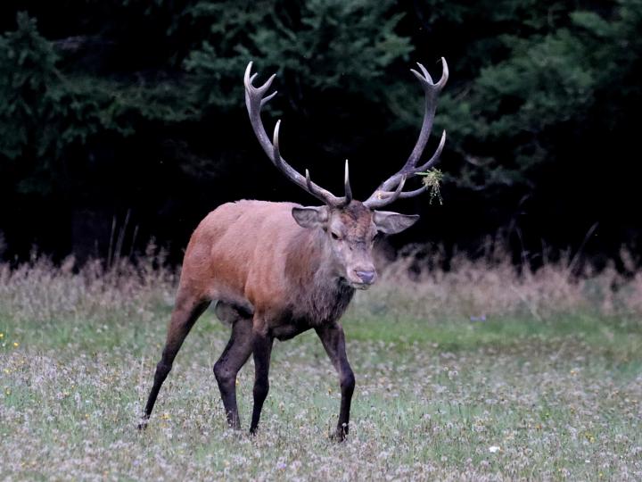 Jelen lesní (Cervus elaphus)