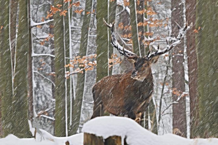 Jelen lesní (Cervus elaphus)