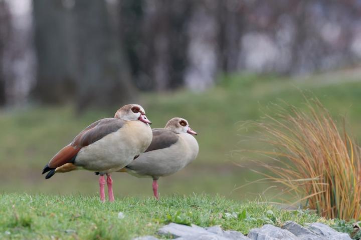 Husice nilská ( Egyptian goose)