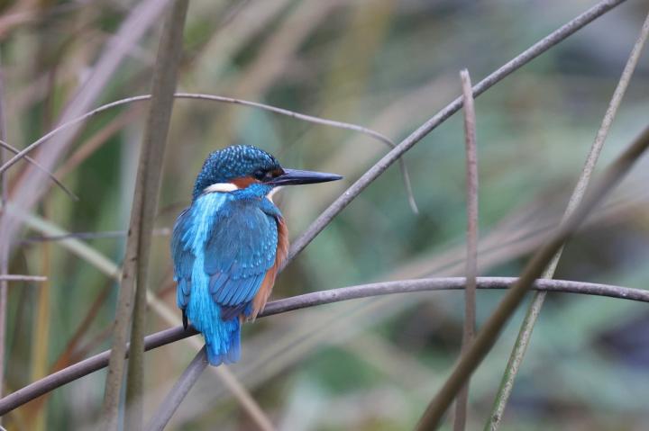 Ledňáček říční (Alcedo atthis)