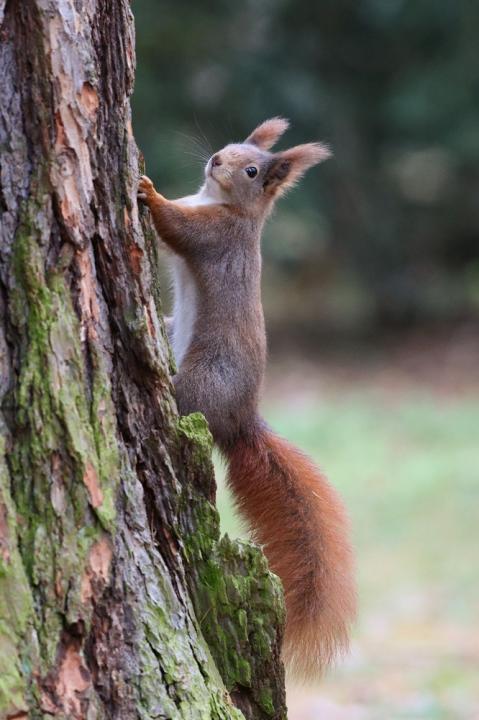 Veverka obecná (Sciurus vulgaris)