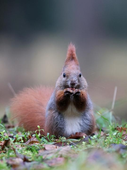 Veverka obecná (Sciurus vulgaris)