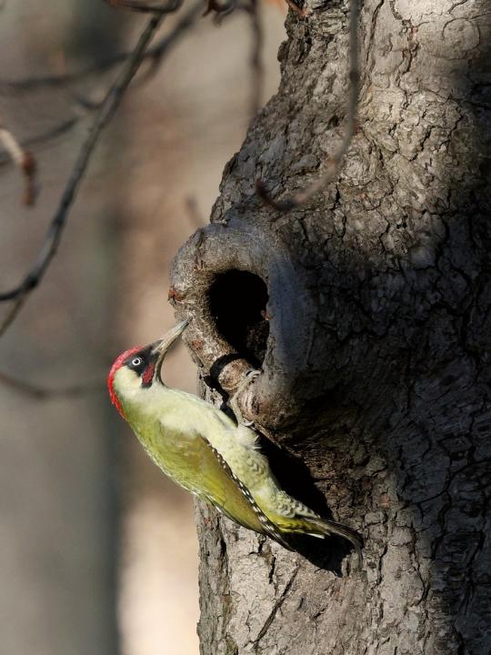 Žluna zelená (Picus viridis)