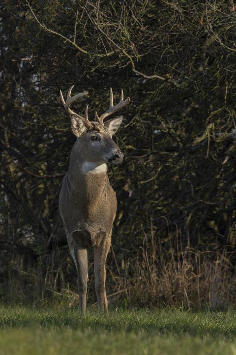 Jelenec viržinský (Odocoileus virginianus)