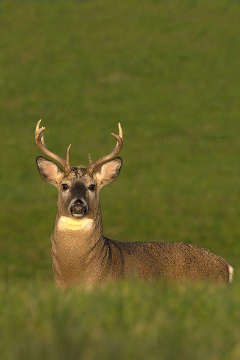 Jelenec viržinský (Odocoileus virginianus)