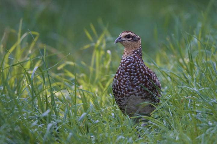 Bažant královský (Syrmaticus reevesii)