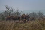Zubr evropský (Bison bonasus)