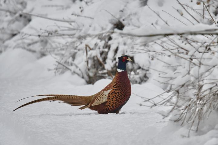 Bažant obecný (Phasianus colchicus)