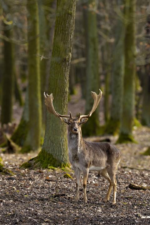 Daněk skvrnitý (Dama dama)