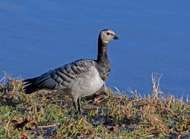 Berneška bělolící (Branta leucopsis)