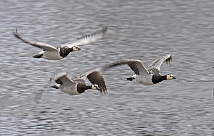 Berneška bělolící (Branta leucopsis)