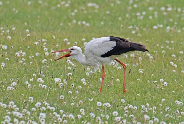 Čáp bílý (Ciconia ciconia)