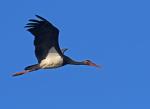 Čáp černý (Ciconia nigra)