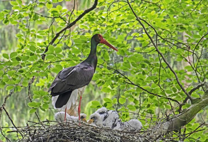 Čáp černý (Ciconia nigra)